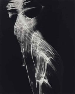 Brett Weston - Nude in Pool, Carmel Valley, California, 1978