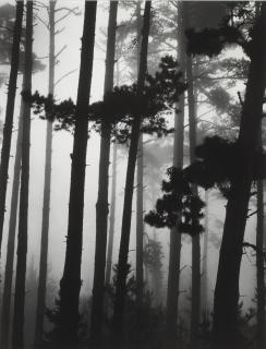 Brett Weston - Pines In Fog, Monterey, California, 1962