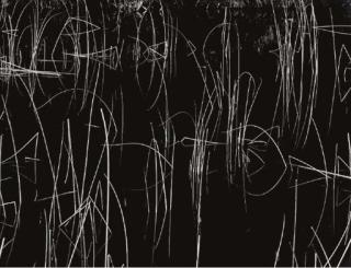 Brett Weston - Reeds, Oregon, 1975