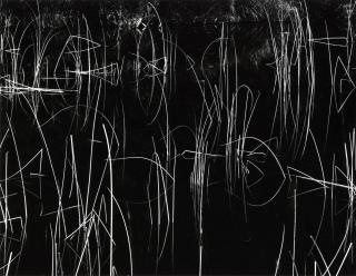 Brett Weston - Reeds