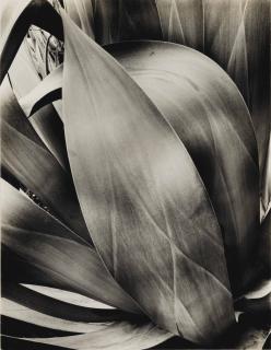 Brett Weston - Study of Agave, 1932