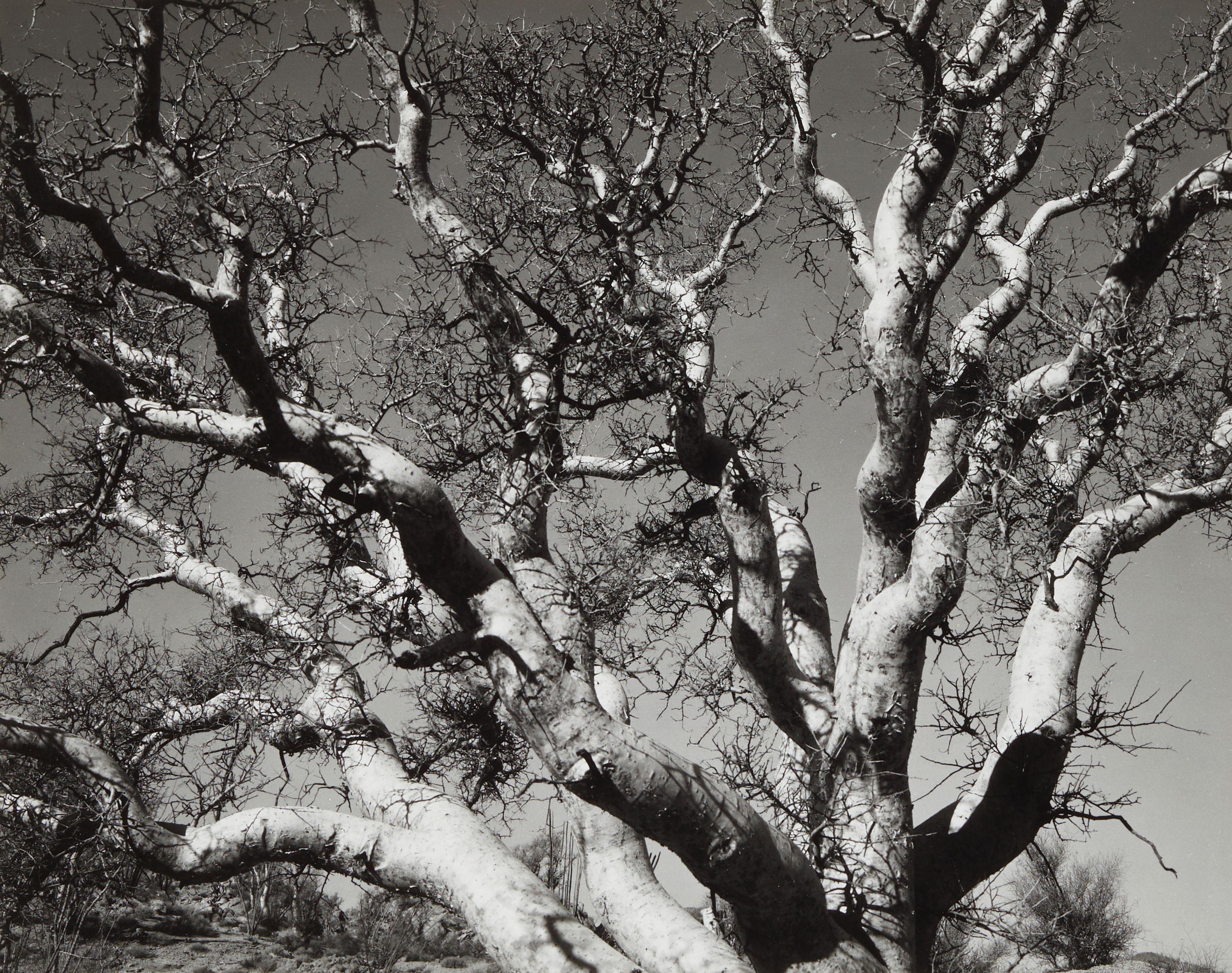 Brett Weston - Sycamore Tree, Baja, California