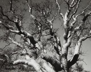 Brett Weston - Sycamore Tree, Baja, California