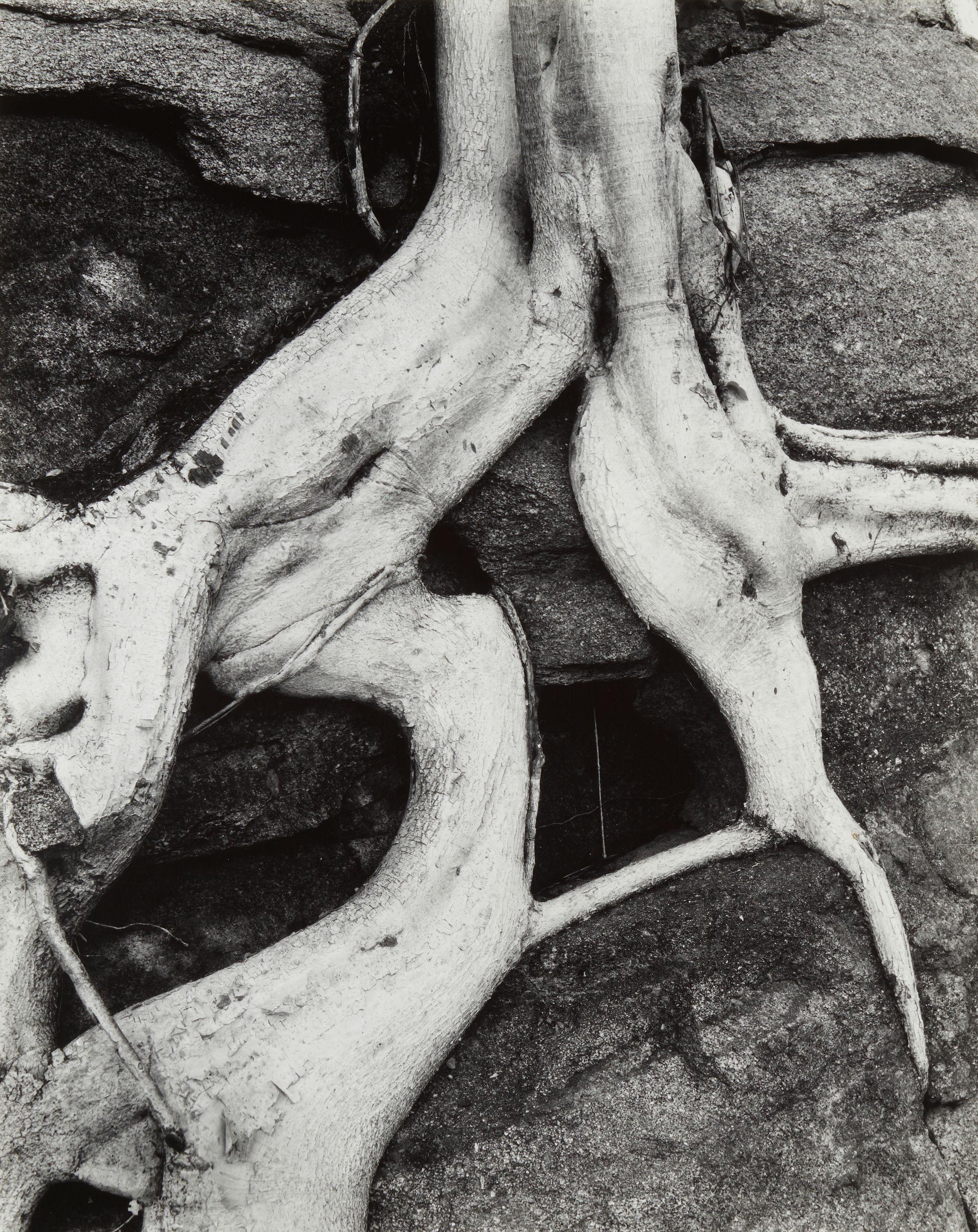 Brett Weston - Tree Roots