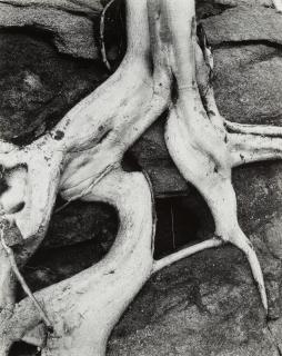 Brett Weston - Tree Roots