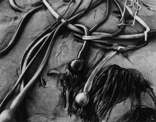 Brett Weston - Untitled (Kelp)