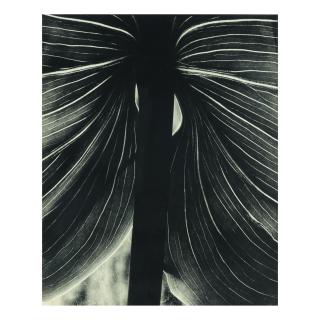 Brett Weston - Untitled (Lily Leaf, Carmel)