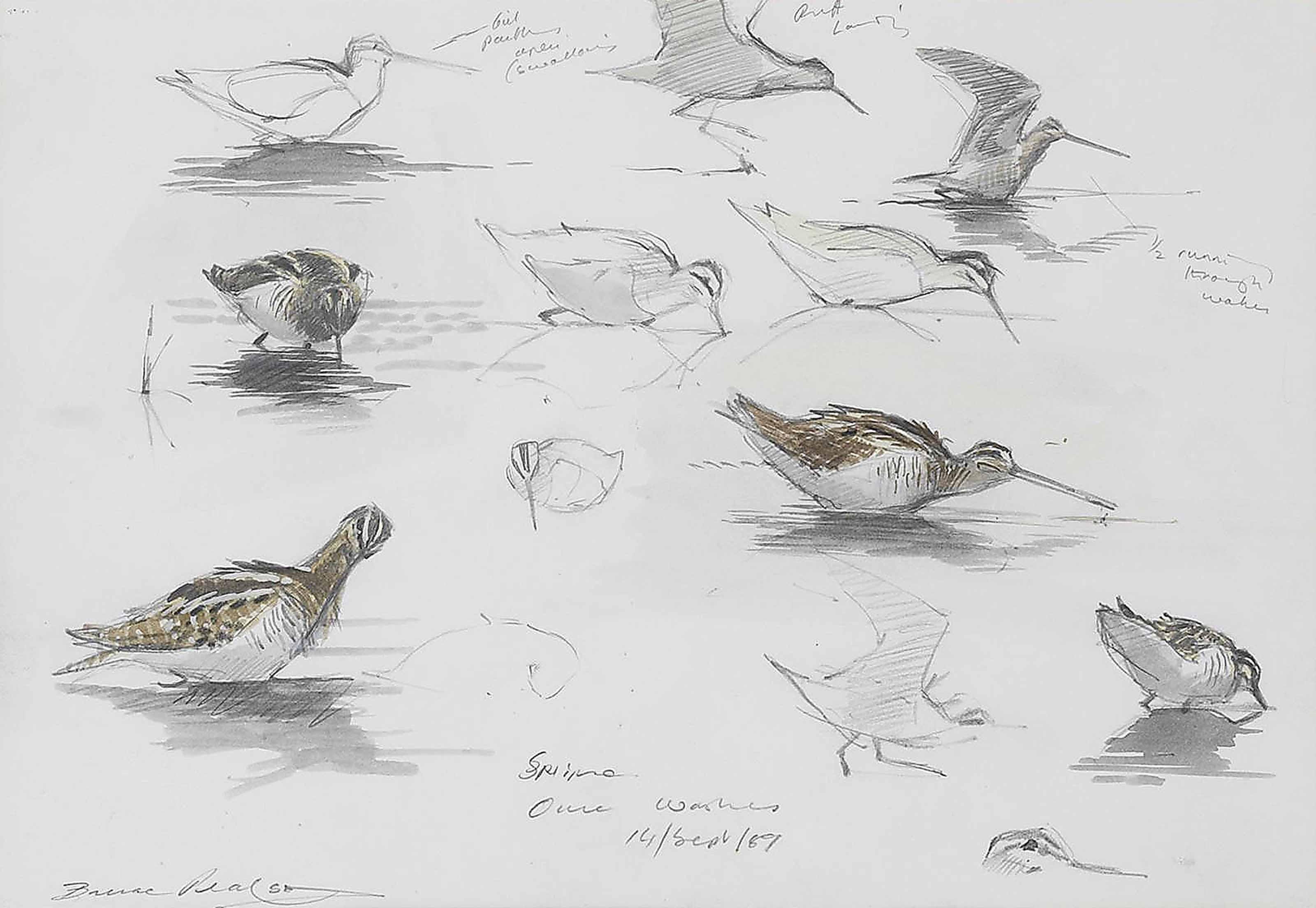 Bruce Pearson - A sheet of studies of a red-throated diver; A sheet of studies of widgeon and other birds; and A sheet of studies of snipe