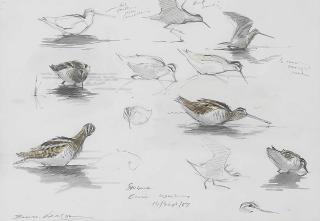 Bruce Pearson - A sheet of studies of a red-throated diver; A sheet of studies of widgeon and other birds; and A sheet of studies of snipe