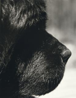 Bruce Weber - Fuller, Newfie Studio, Cedar, Michigan