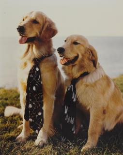 Bruce Weber - Selected Dog Studies, c. 1990