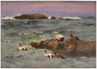 Bruno Liljefors - Eiders on skerries