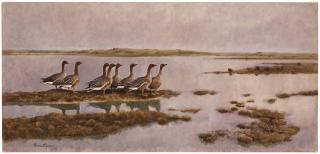 Bruno Liljefors - Geese in wetland.