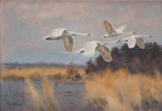Bruno Liljefors - Swans in flight