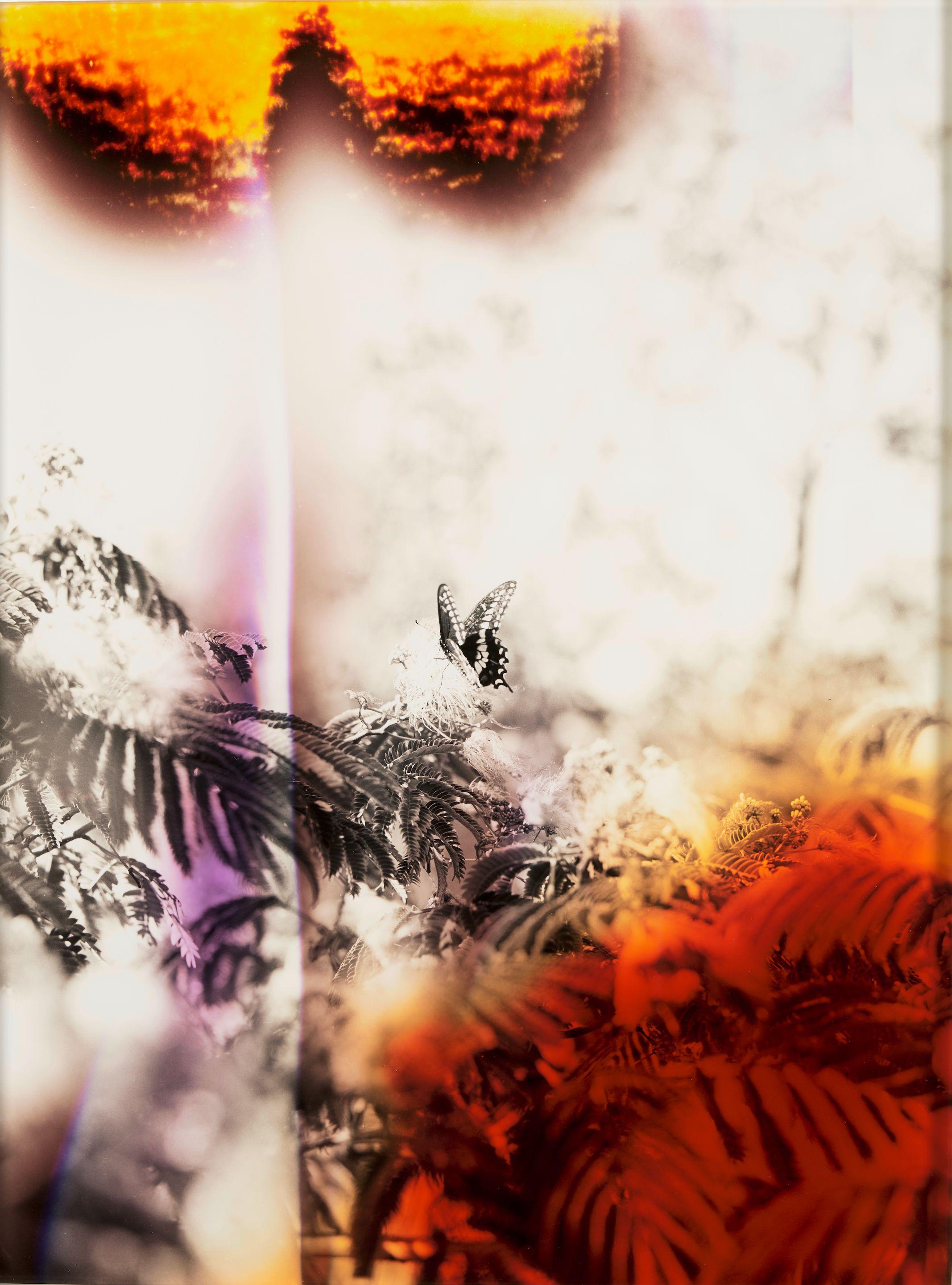 Bryan Graf - Butterfly #7, from the series Wildlife Analysis