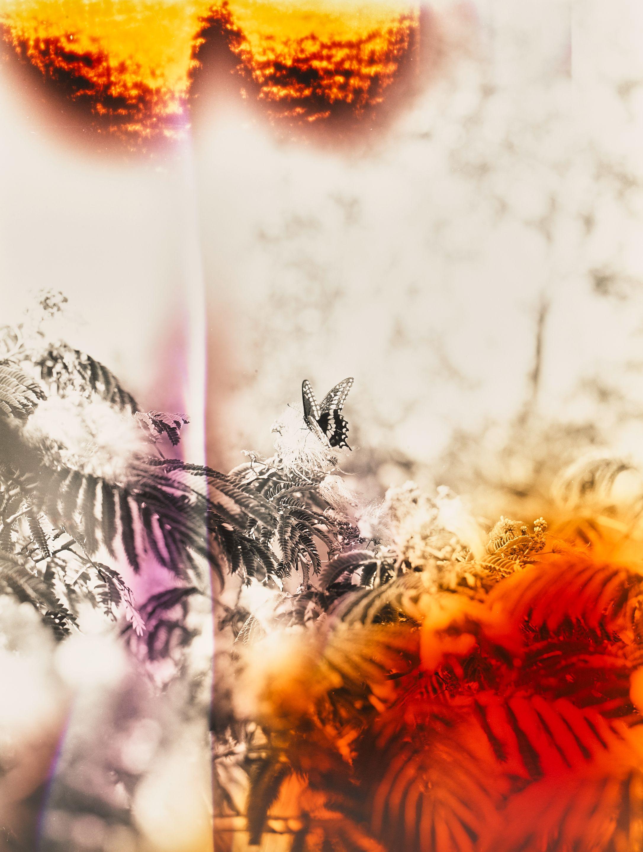 Bryan Graf - Butterfly #7 (from the Wildlife Analysis series), 2011