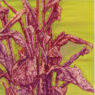 Cai Jin - Banana 244