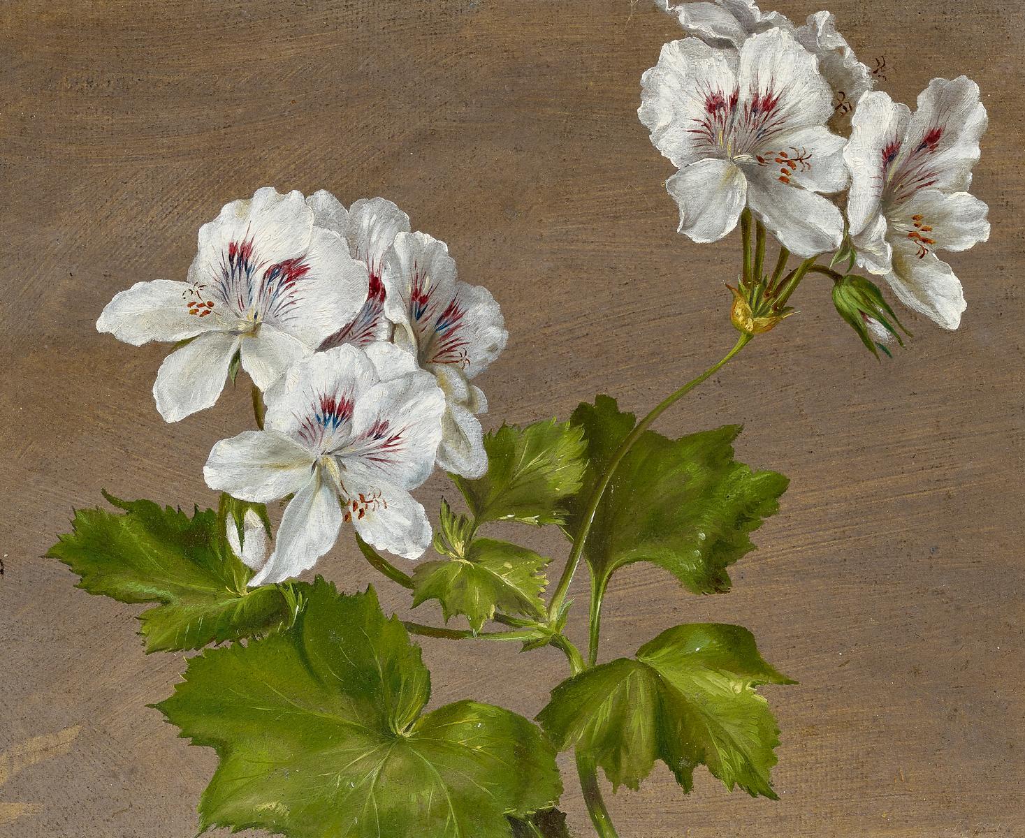 Carl Adolf Senff - Geranienblüte