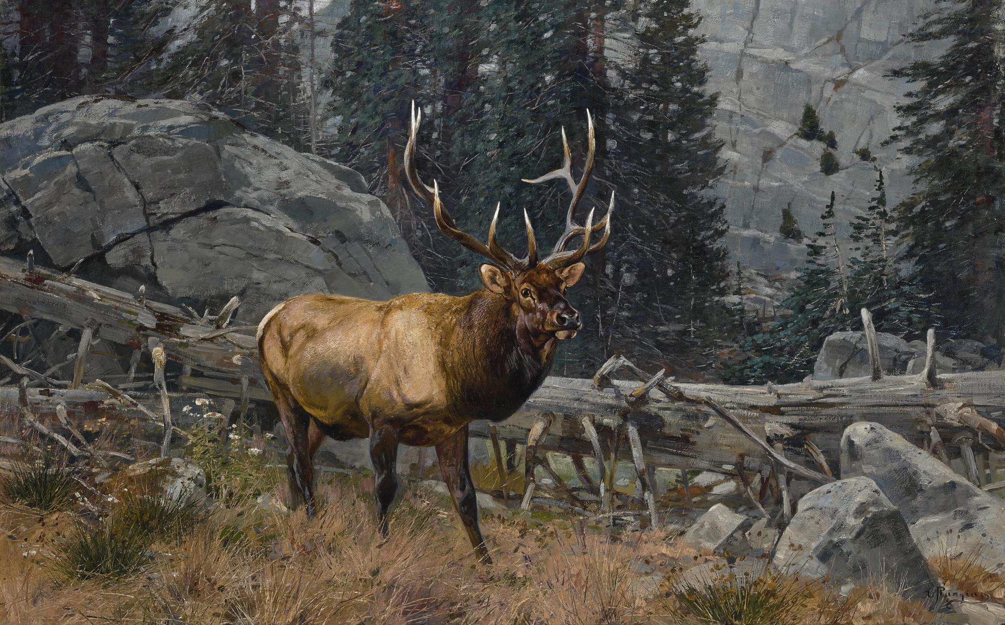 Carl Clemens Moritz Rungius - Bull Elk In The High Country