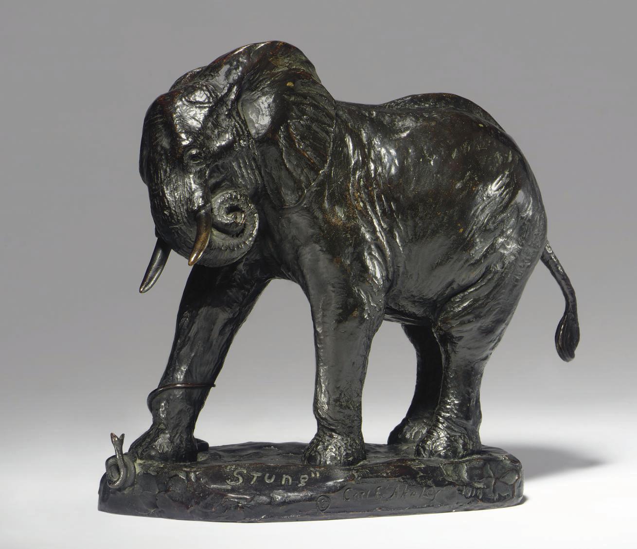 Carl Ethan Akeley - \'Stung\'