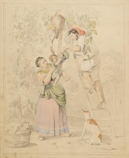 Carl Gotzloff - La raccolta dell\'uva