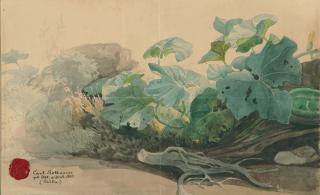 Carl Rottmann - Pflanzenstudie.