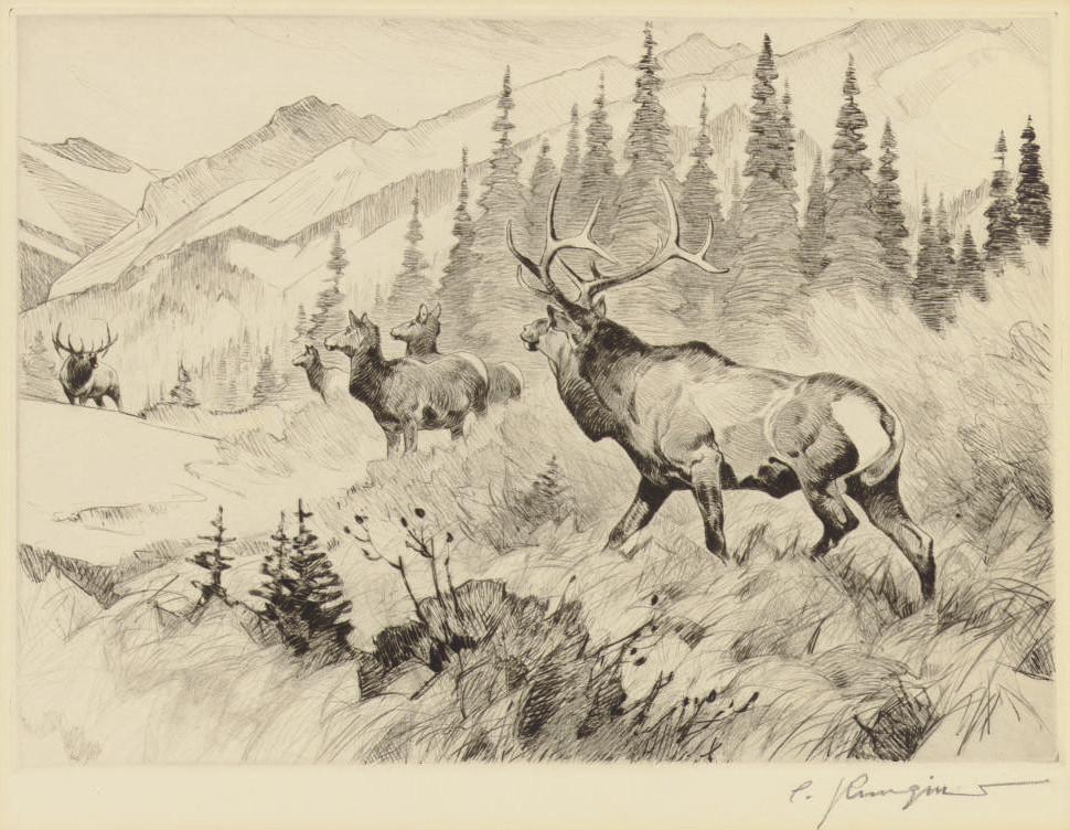 Carl Rungius - Challenged