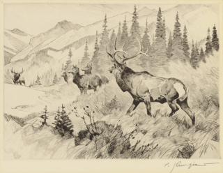 Carl Rungius - Challenged