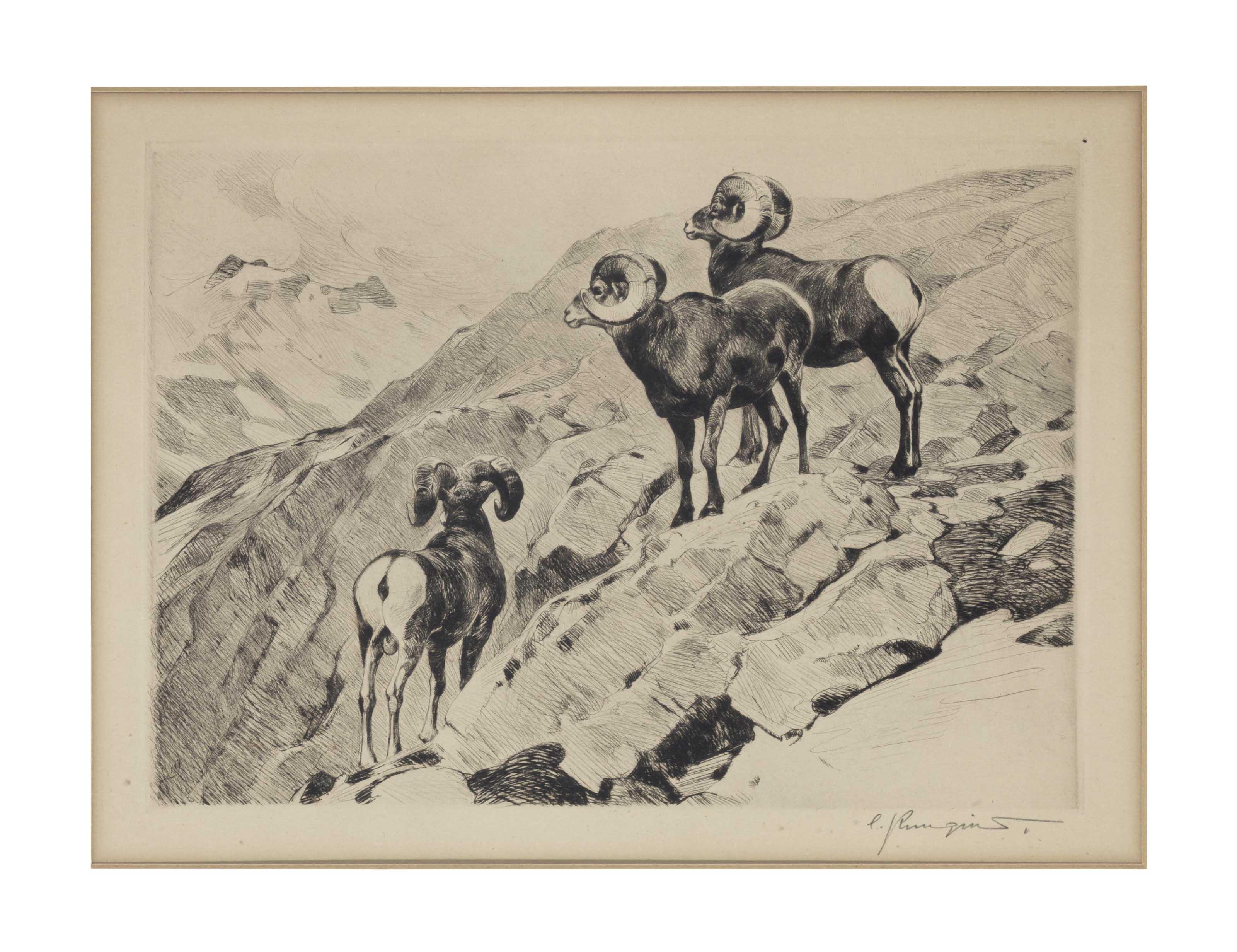 Carl Rungius - Cliff Dwellers