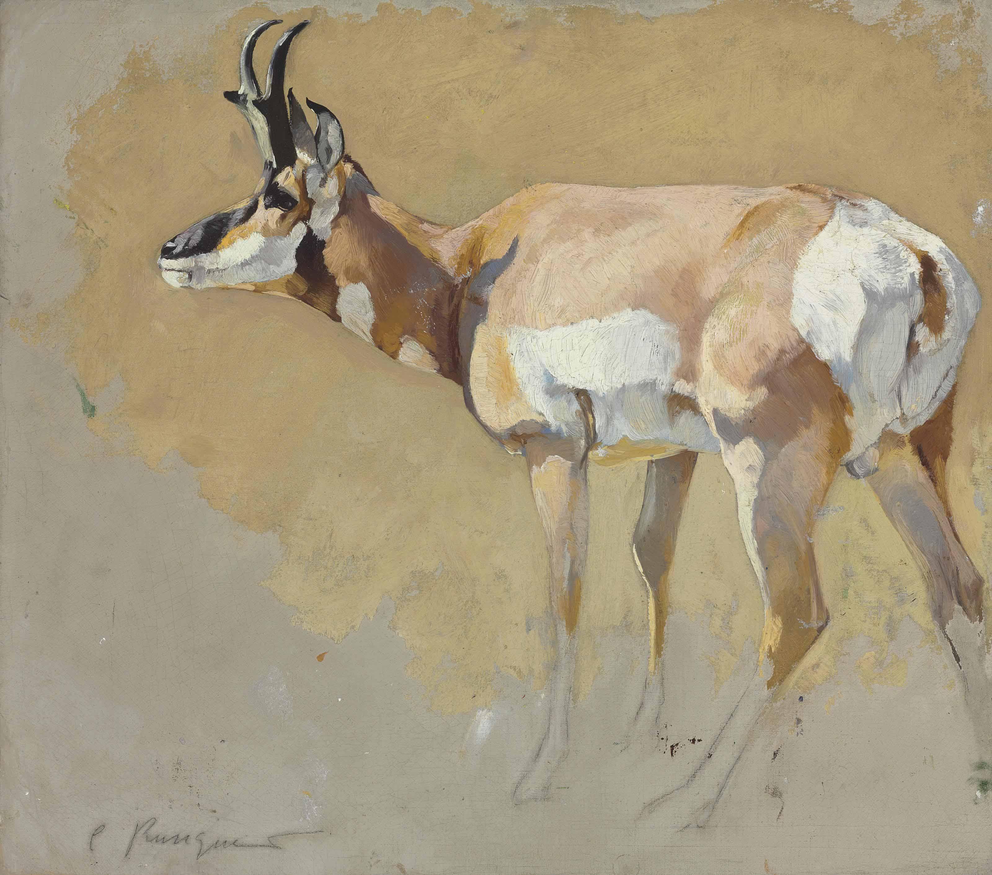 Carl Rungius - Study of an Antelope