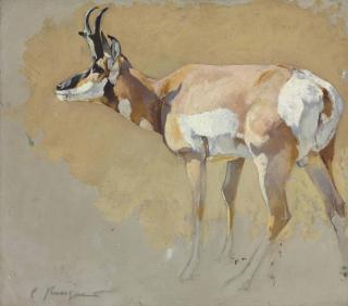 Carl Rungius - Study of an Antelope