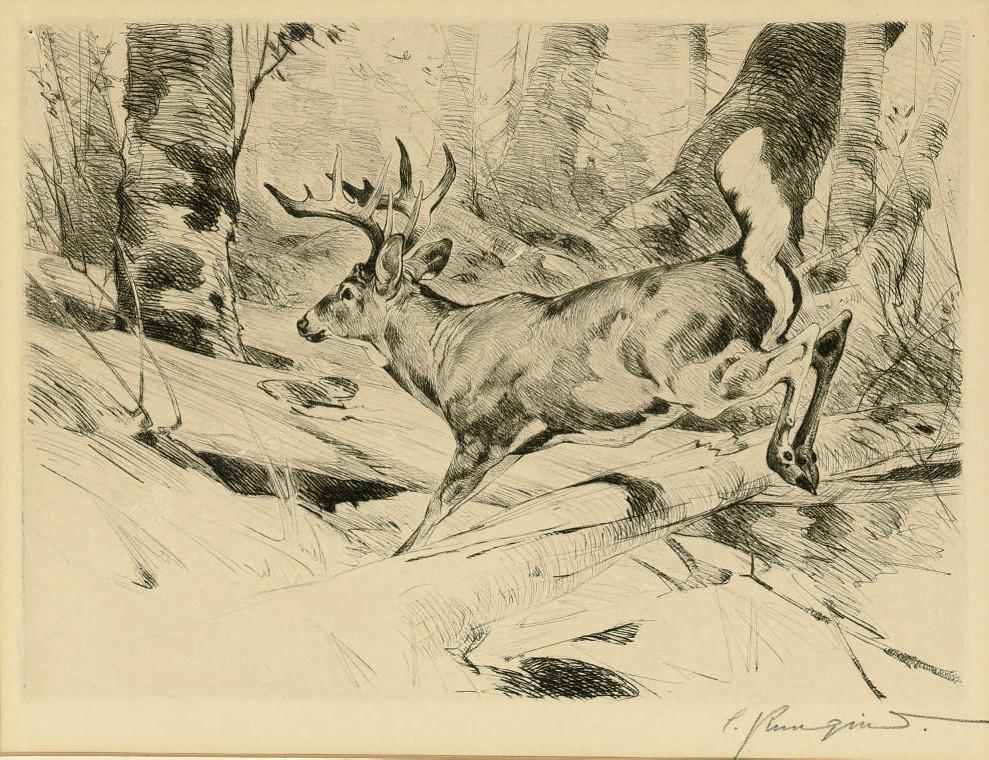 Carl Rungius - White Flag