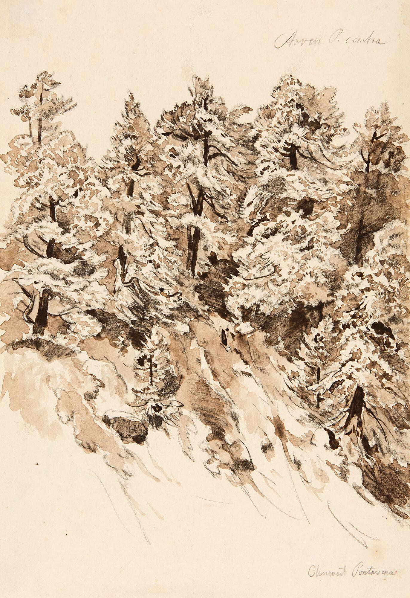 Carl Wagner - Felshang mit Zirbelkiefern bei Pontresina im Oberengadin.