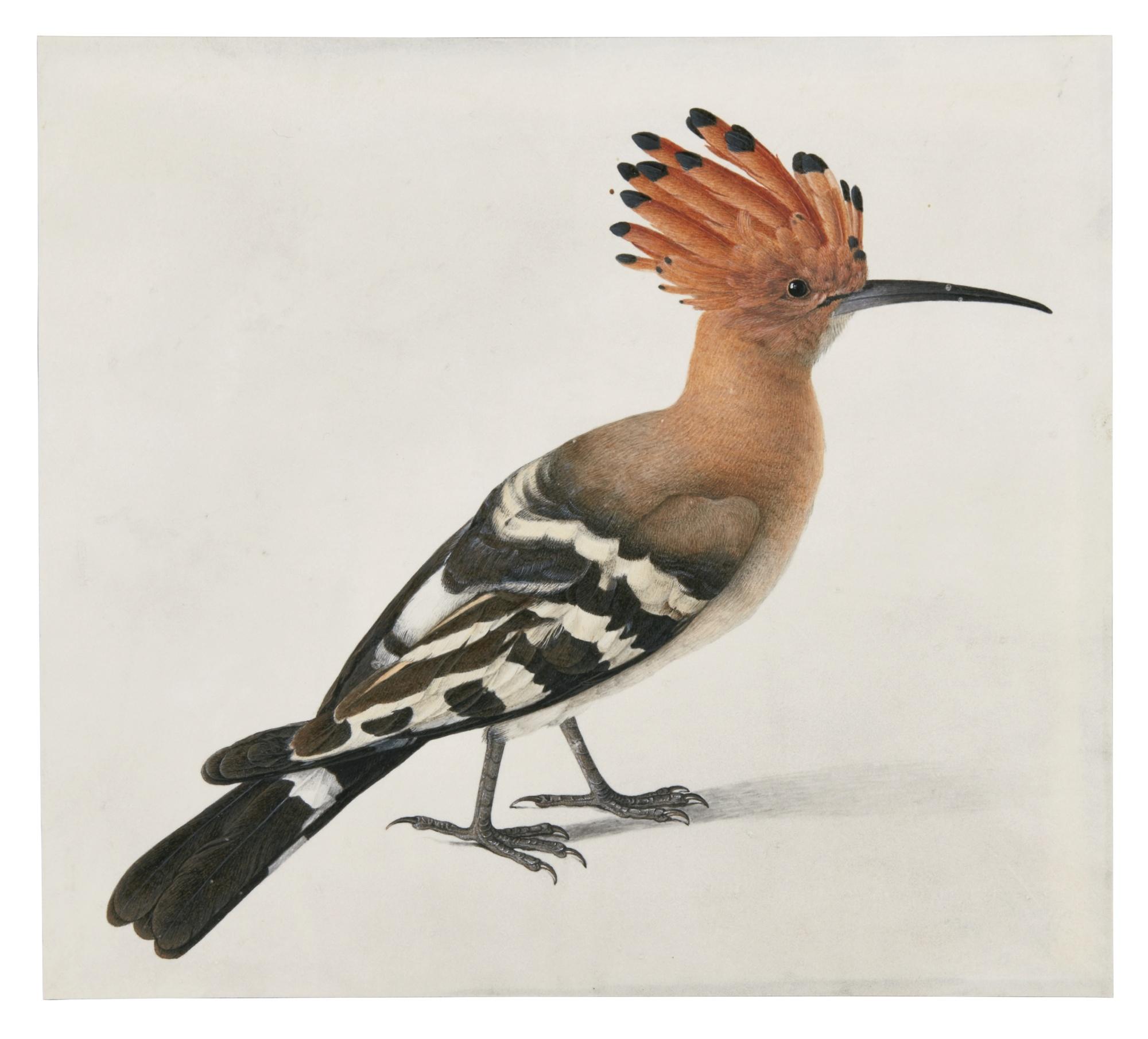 Carl Wilhelm De Hamilton - A Hoopoe
