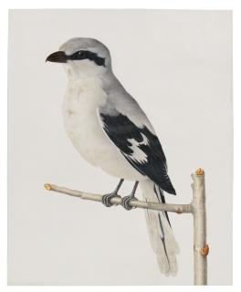 Carl Wilhelm De Hamilton - A Shrike Perching On A Branch