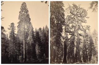 Carleton E. Watkins - A Perfect Tree (Sequoia gigantea), Mariposa Grove, Yosemite, c. 1865-1866 and The Grizzly Giant with a Group of Hunters at the Foot of the Tree, Mariposa Grove, Yosemite, 1865-1866