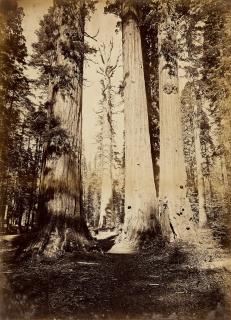 Carleton E. Watkins - Calaveras Grove; And Pine Cones 2