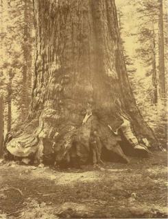 Carleton Watkins - Grizzly Giant, Mariposa Grove, 1865-1866