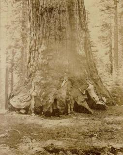 Carleton Watkins - Grizzly Giant, Mariposa Grove, 1865-1866