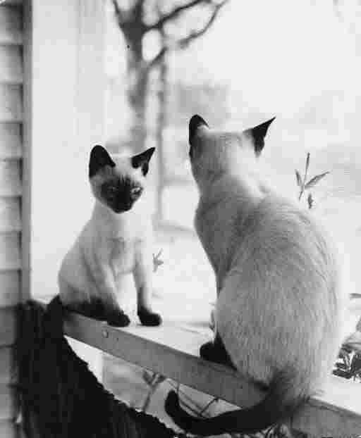 Carlotta Corpron - Sona and Chandi on Rail (1930-40s)