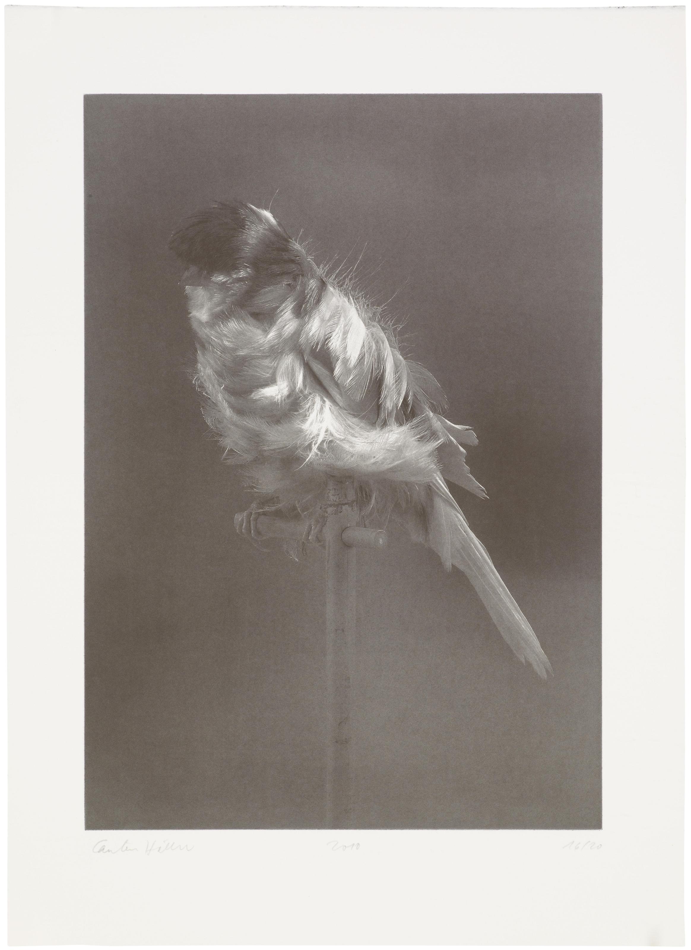 Carsten Höller - Black Canary