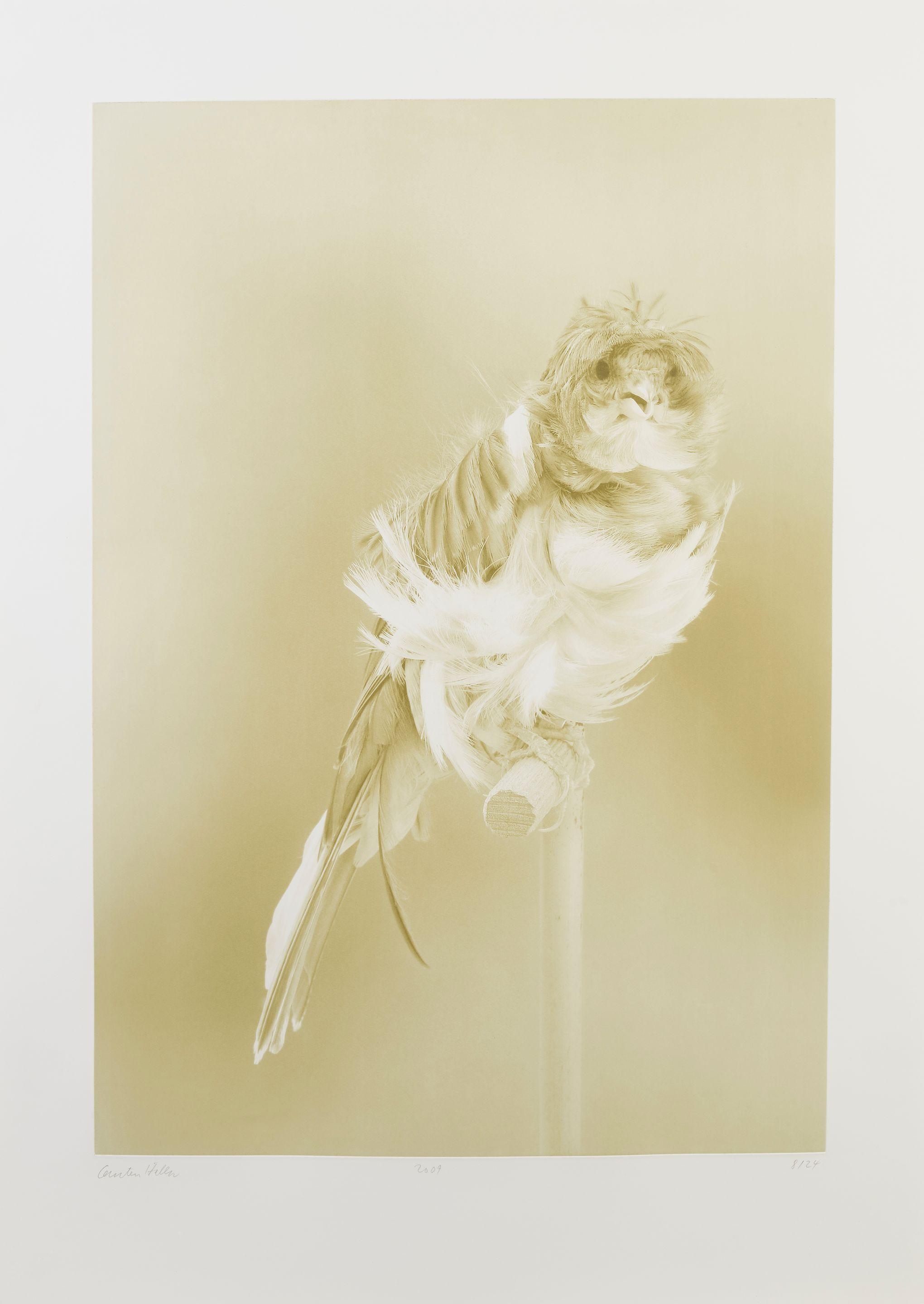 Carsten Höller - Canaries