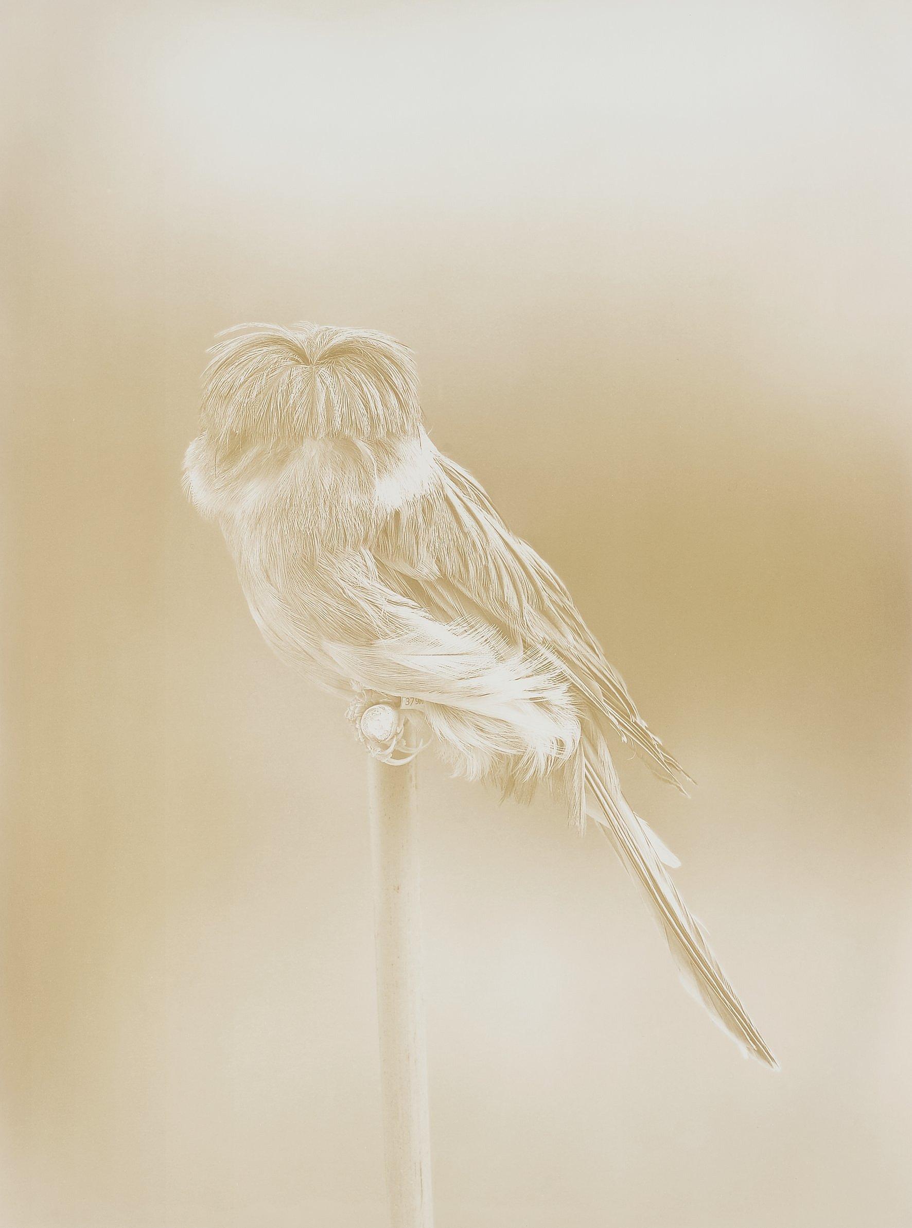 Carsten Höller - From the series \