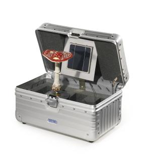 Carsten Höller - Kleiner Pilzkoffer