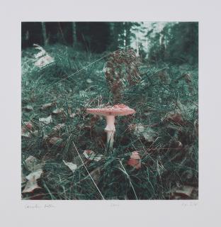 Carsten Höller - Pilze.