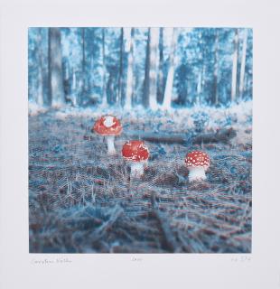 Carsten Höller - Pilze.