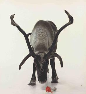 Carsten Höller - Rentierkopf (Reindeer Head)