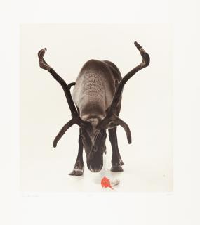 Carsten Höller - Rentierkopf