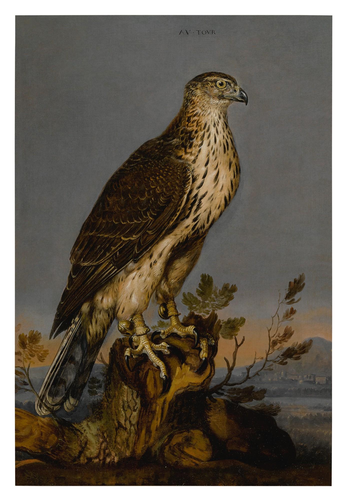Carstian Luyckx - A Brown Gyrfalcon Perched On A Tree Trunk With A Landscape Beyond