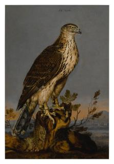 Carstian Luyckx - A Brown Gyrfalcon Perched On A Tree Trunk With A Landscape Beyond